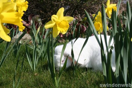 Spring at Roves Farm