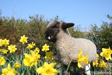 Spring at Roves Farm