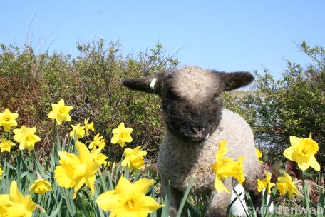 Spring at Roves Farm