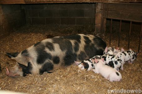 Spring at Roves Farm