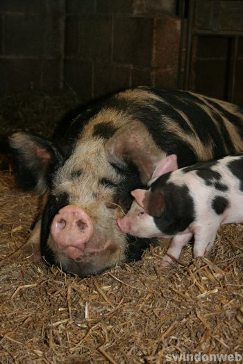 Spring at Roves Farm