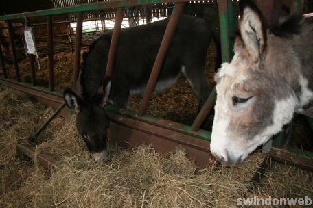 Spring at Roves Farm