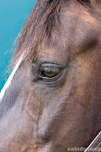 Wanborough Horse and Dog show