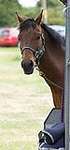 Wanborough Horse and Dog show