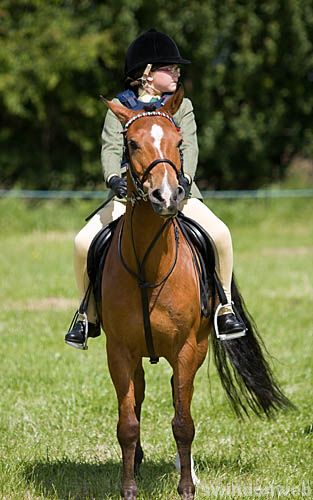 Wanborough Horse and Dog show