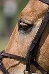 Wanborough Horse and Dog show