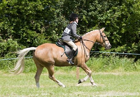 Wanborough Horse and Dog show