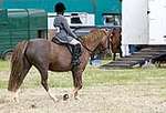 Wanborough Horse and Dog show