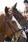 Wanborough Horse and Dog show