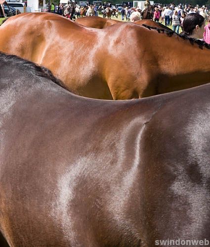 Wanborough Horse and Dog show