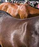 Wanborough Horse and Dog show