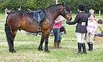 Wanborough Horse and Dog show