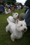 Liddington Fete and Dog Show 2009