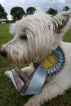 Liddington Fete and Dog Show 2009