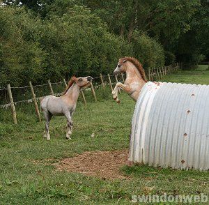 Butts Farm Picture Gallery