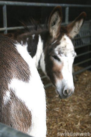 Butts Farm Picture Gallery