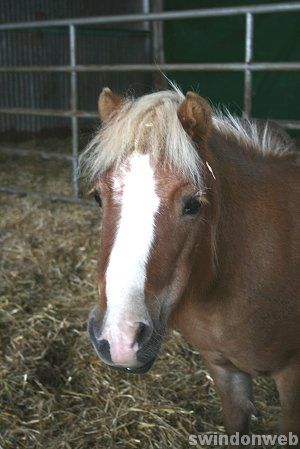 Butts Farm Picture Gallery