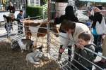 Highworth May Day Medieval Market