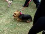 Race for Life 2010 - Saturday Gallery two