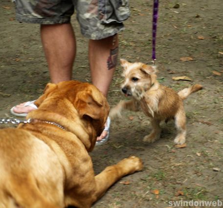 Swindon Mela 2010 - gallery two