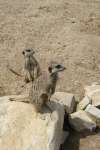 Meerkats at Studley Grange