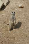 Meerkats at Studley Grange