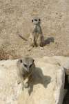 Meerkats at Studley Grange