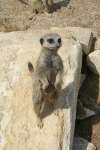 Meerkats at Studley Grange