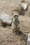 Meerkats at Studley Grange