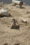 Meerkats at Studley Grange