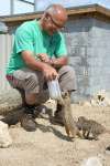 Meerkats at Studley Grange