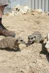 Meerkats at Studley Grange