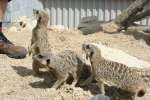 Meerkats at Studley Grange