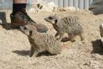 Meerkats at Studley Grange