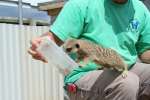 Meerkats at Studley Grange