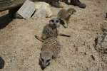 Meerkats at Studley Grange