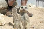 Meerkats at Studley Grange