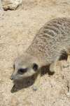 Meerkats at Studley Grange