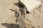 Meerkats at Studley Grange