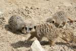 Meerkats at Studley Grange