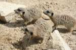 Meerkats at Studley Grange