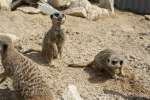 Meerkats at Studley Grange