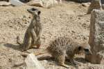 Meerkats at Studley Grange