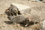 Meerkats at Studley Grange