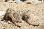 Meerkats at Studley Grange