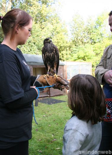 Falconry at Chiseldon House Hotel