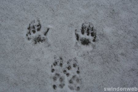 Narnia Swindon