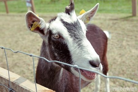 Roves Farm
