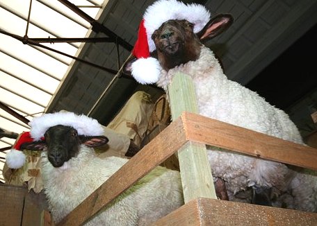 Steam Railway Museum Christmas 07