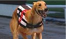 SWINDON GREYHOUNDS